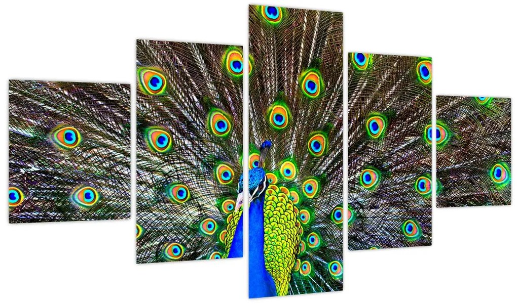 Obraz - Paw (125x70 cm)