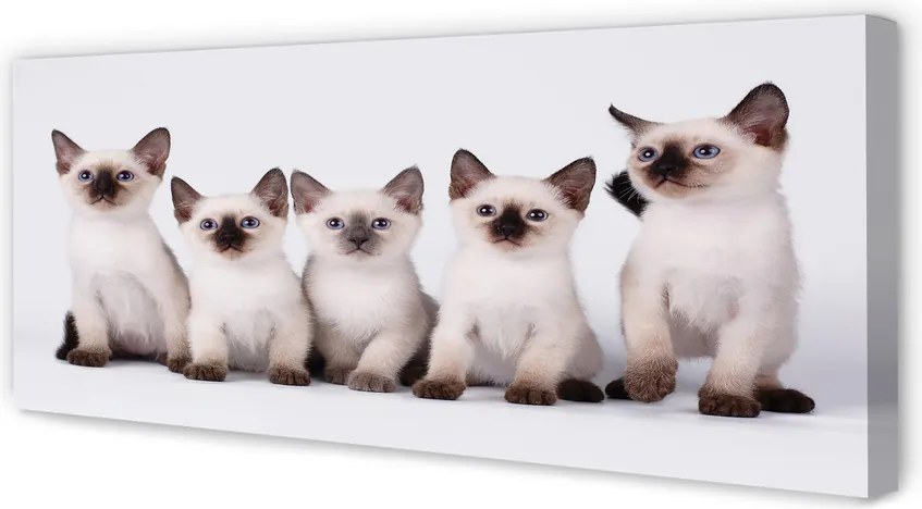 Duży obraz na płótnie Urocze Małe Kocięta