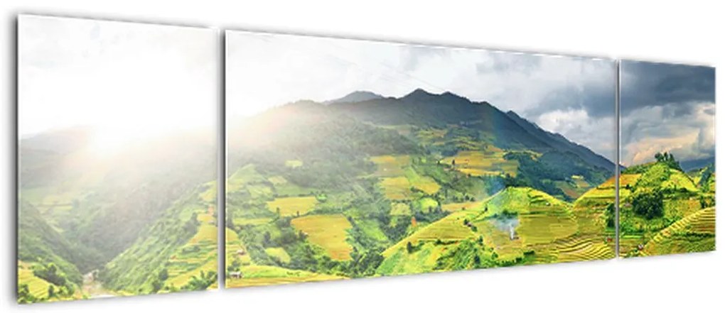 Obraz plantacji (170x50 cm)