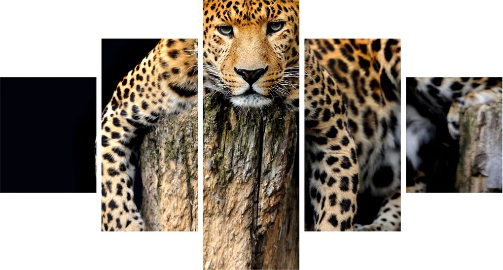 Obraz - Gepard (125x70 cm)