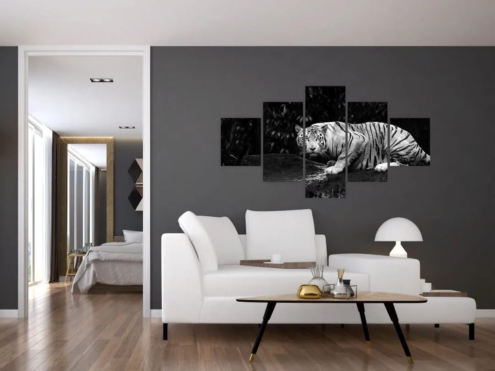 Obraz - Tygrys albinos, czarno - biały (125x70 cm)