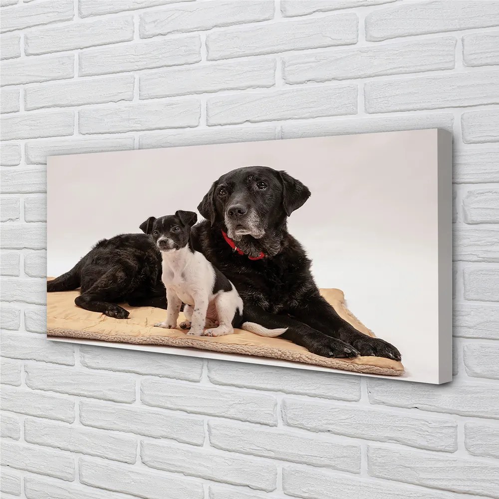 Duży obraz na płótnie Odpoczywające Psy