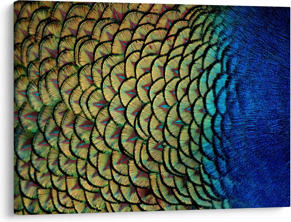 Obraz - Pawie pióra (70x50 cm)