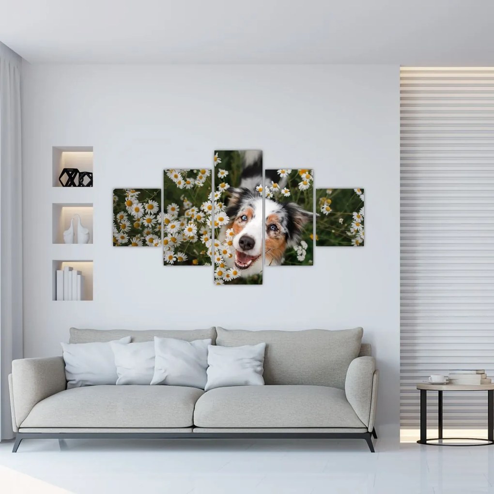 Obraz - Owczarek australijski (125x70 cm)