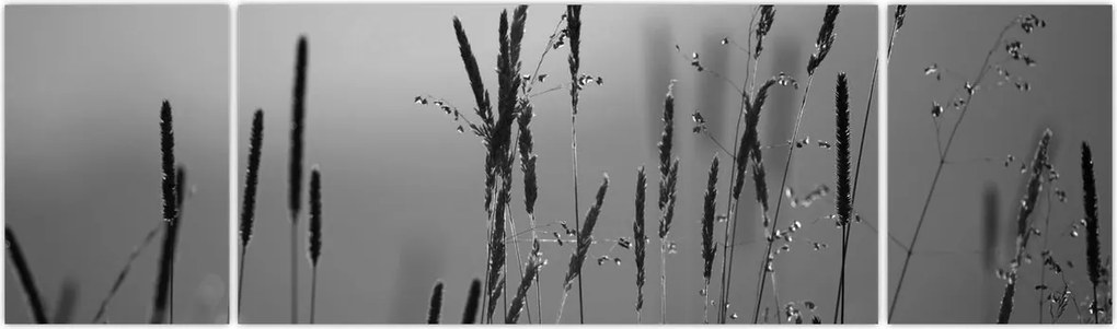 Obraz - źdźbła trawy (170x50 cm)