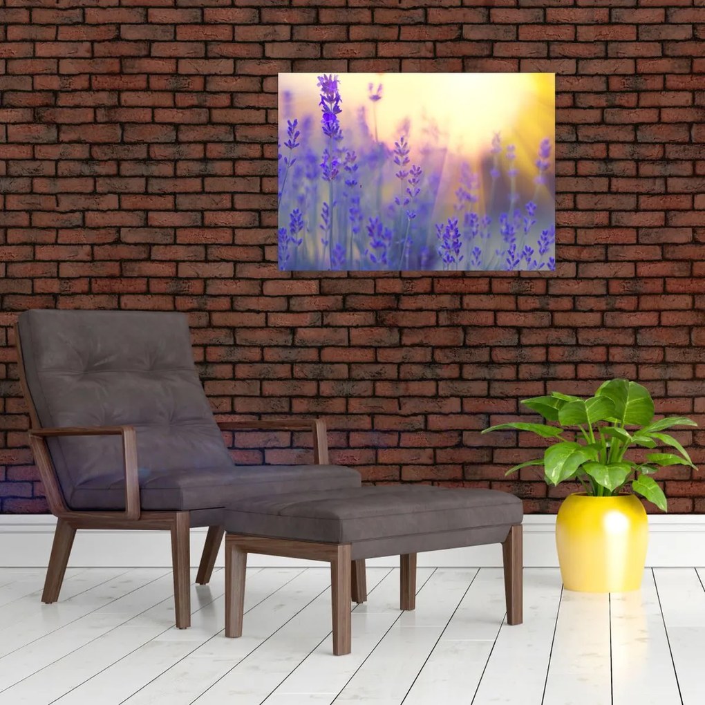 Obraz - Lawenda (70x50 cm)