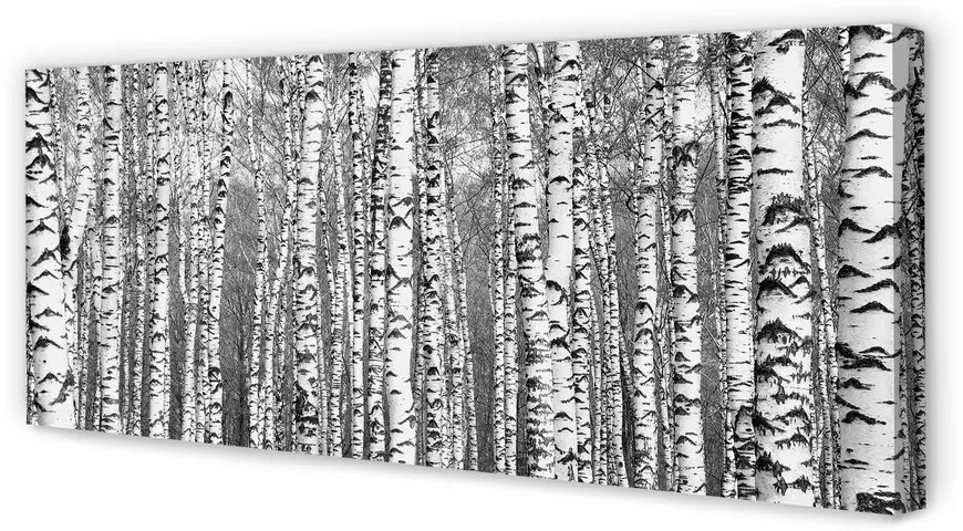 Obraz drukowany na płótnie Czarno-Białe Drzewa