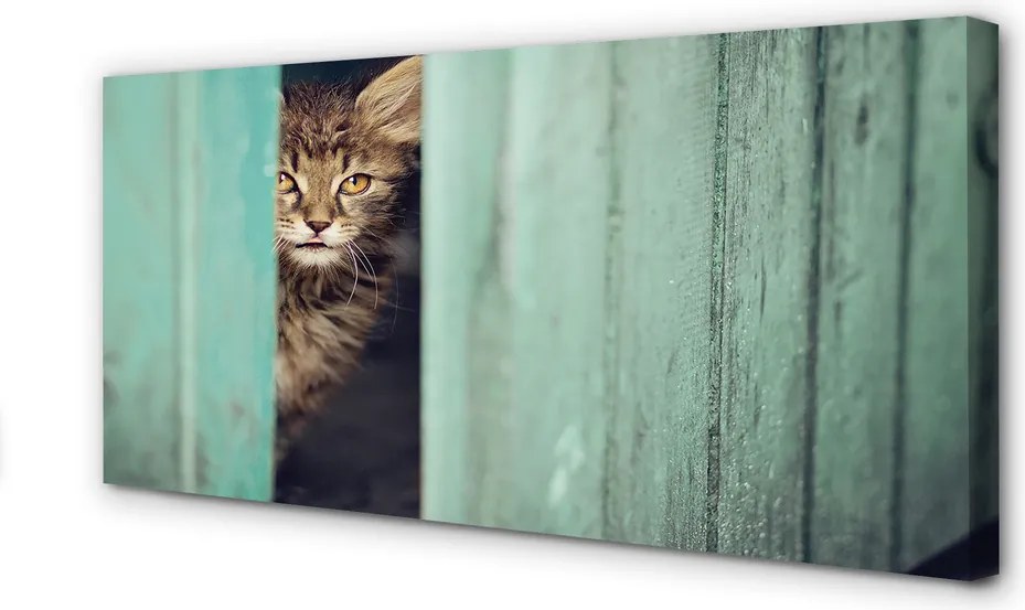 Zdjęcie na płótnie Ciekawski Kot Zaglądający