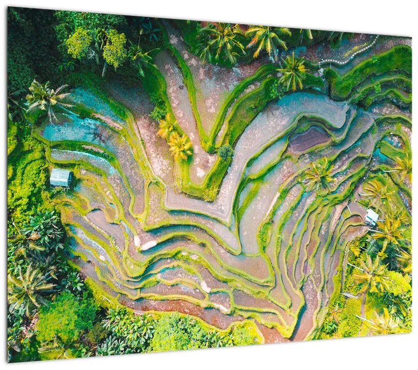 Obraz na szkle pól ryżowych z lotu ptaka (70x50 cm)