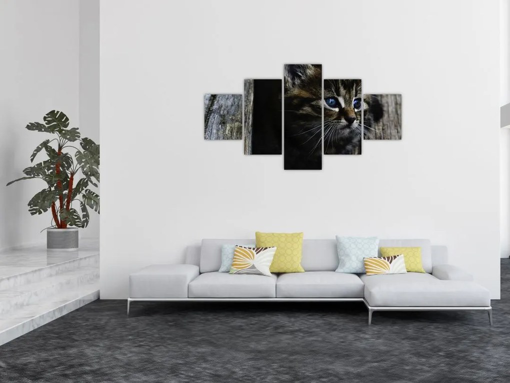 Obraz kotka (125x70 cm)