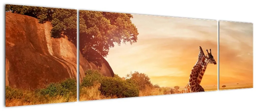 Obraz - Żyrafy w Afryce (170x50 cm)