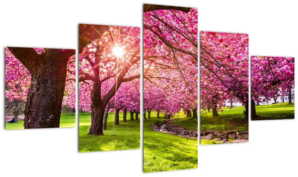 Obraz kwitnących czereśni, Hurd Park, Dover, New Jersey (125x70 cm)