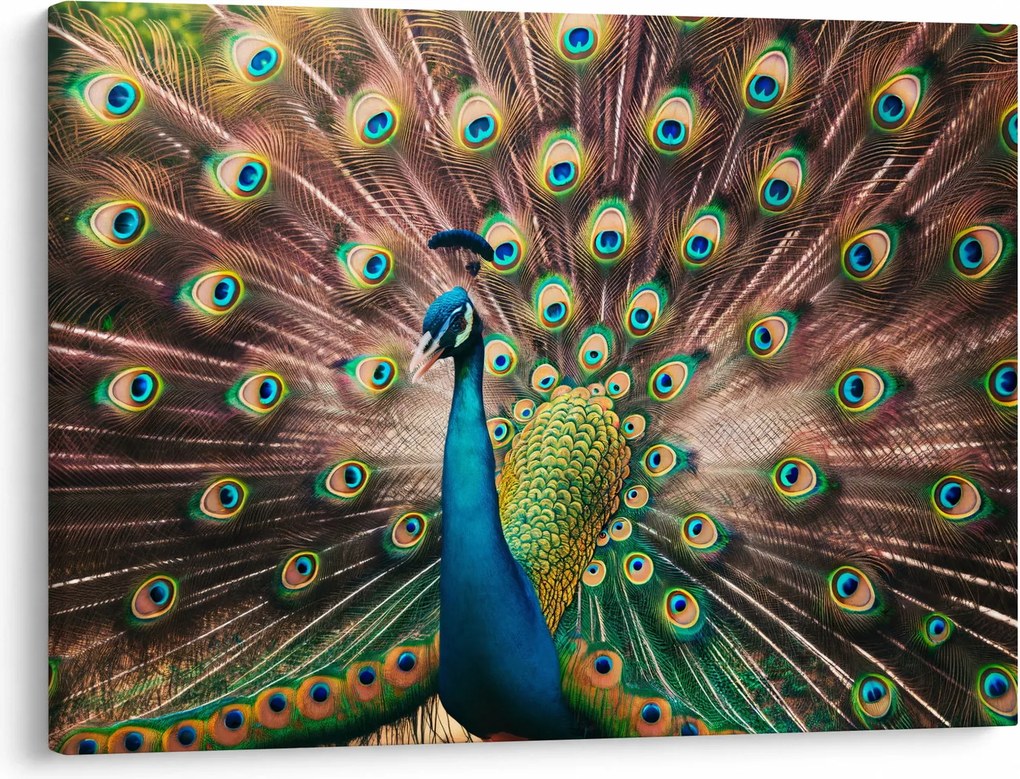 Obraz - Paw (70x50 cm)