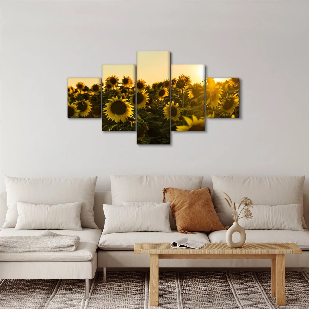 Obraz pola słoneczników (125x70 cm)