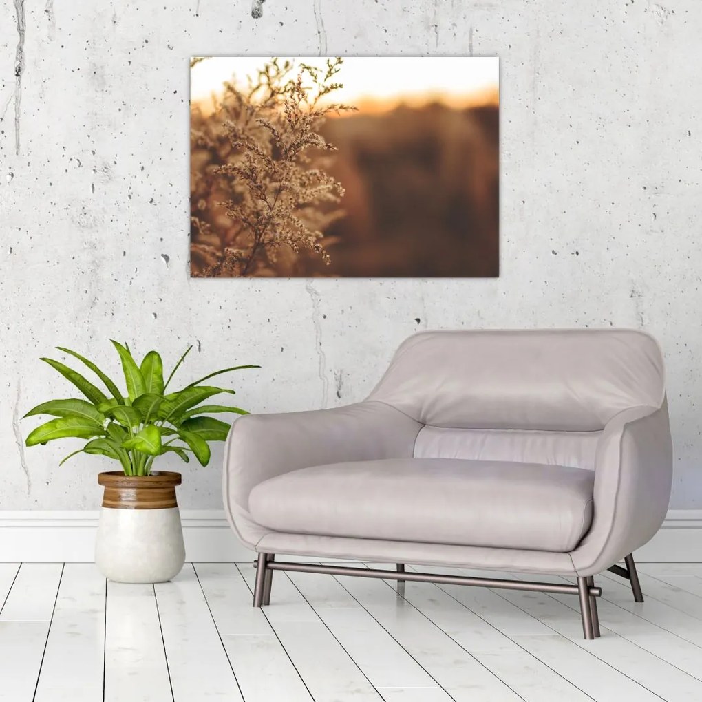 Obraz na szkle kwitnącej trawy (70x50 cm)