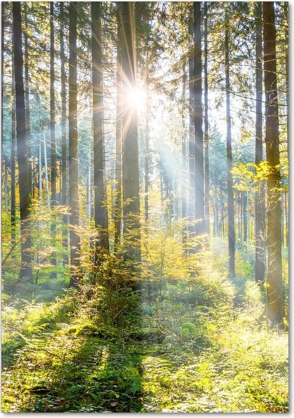 Foto obraz zdjęcie na szkle pionowy Słońce w lesie