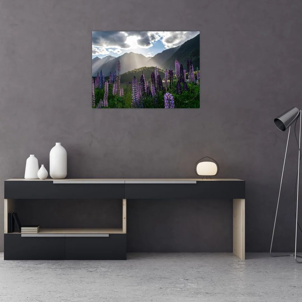 Obraz - Sceneria łubinów (70x50 cm)