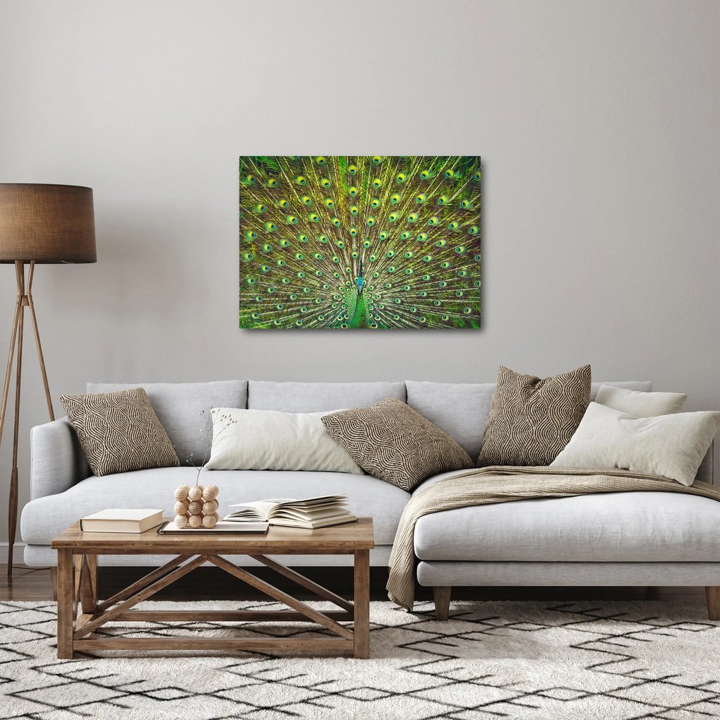Obraz - Paw (70x50 cm)