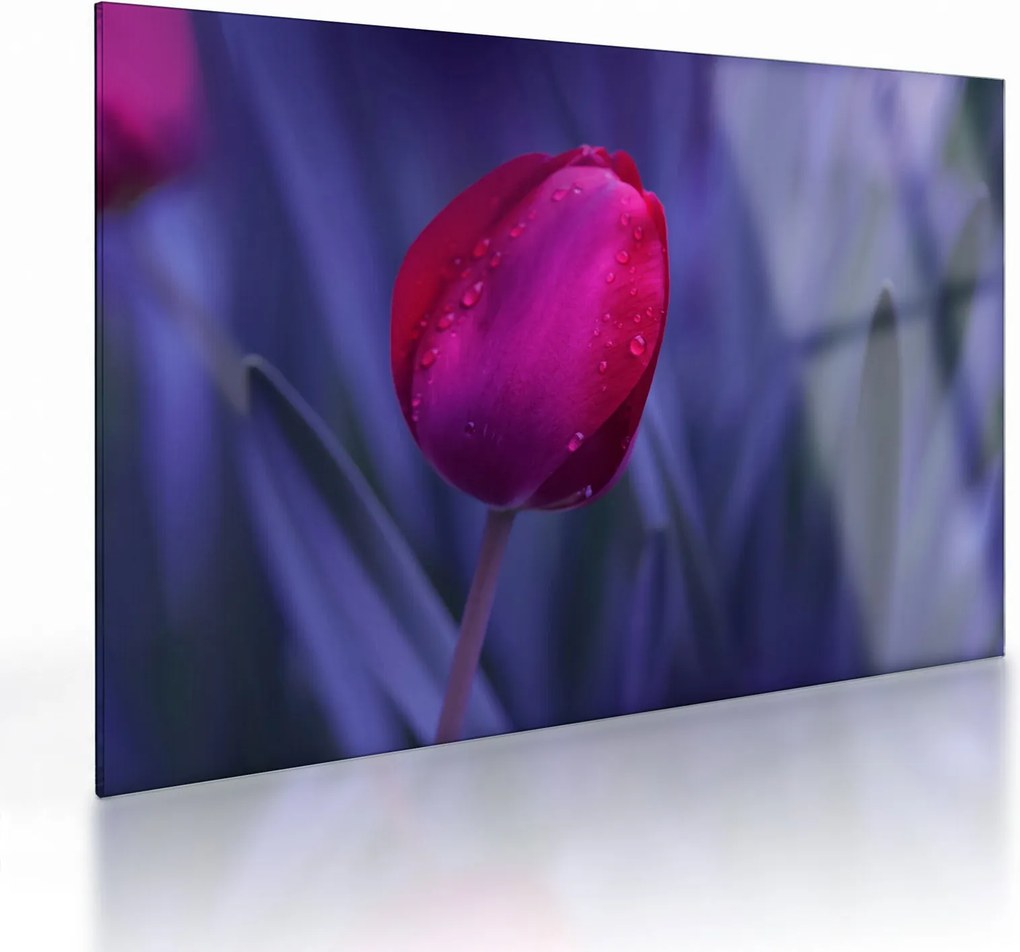 Obraz na szkle pąka tulipana (70x50 cm)