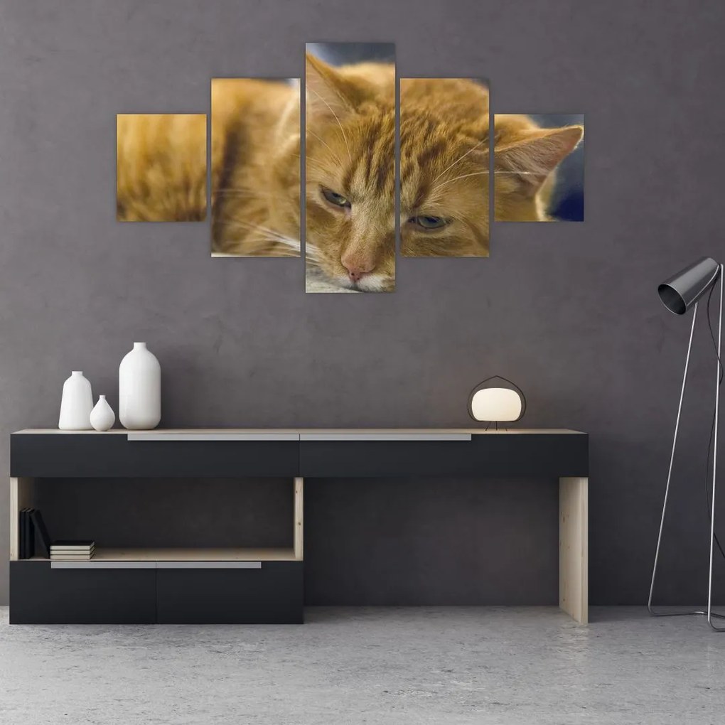 Obraz kota (125x70 cm)