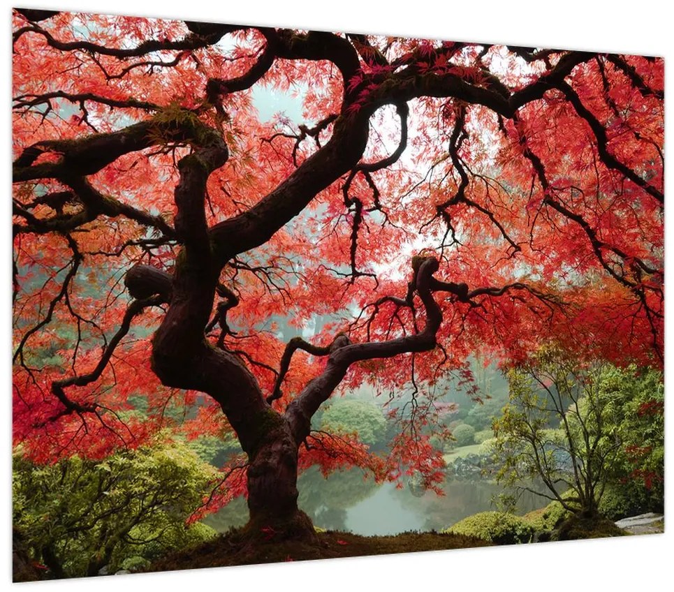 Obraz czerwonego klonu japońskiego, Portland, Oregon (70x50 cm)