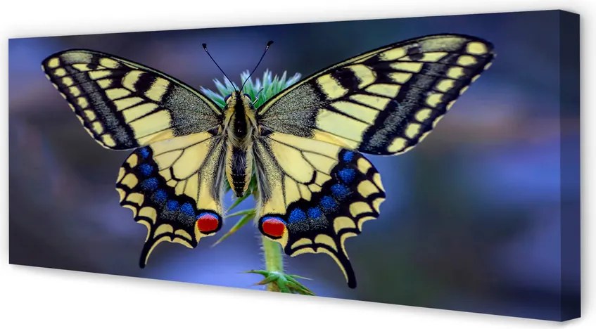 Obraz na płótnie Motyl na Kwiecie w Zbliżeniu