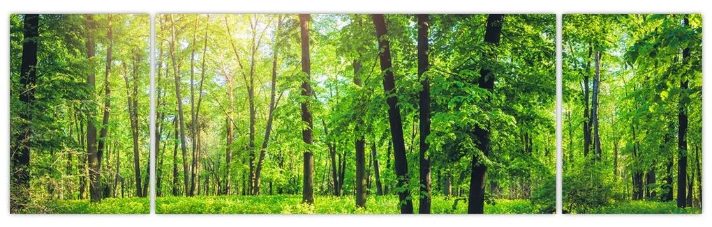 Obraz - Wiosenny las liściasty (170x50 cm)