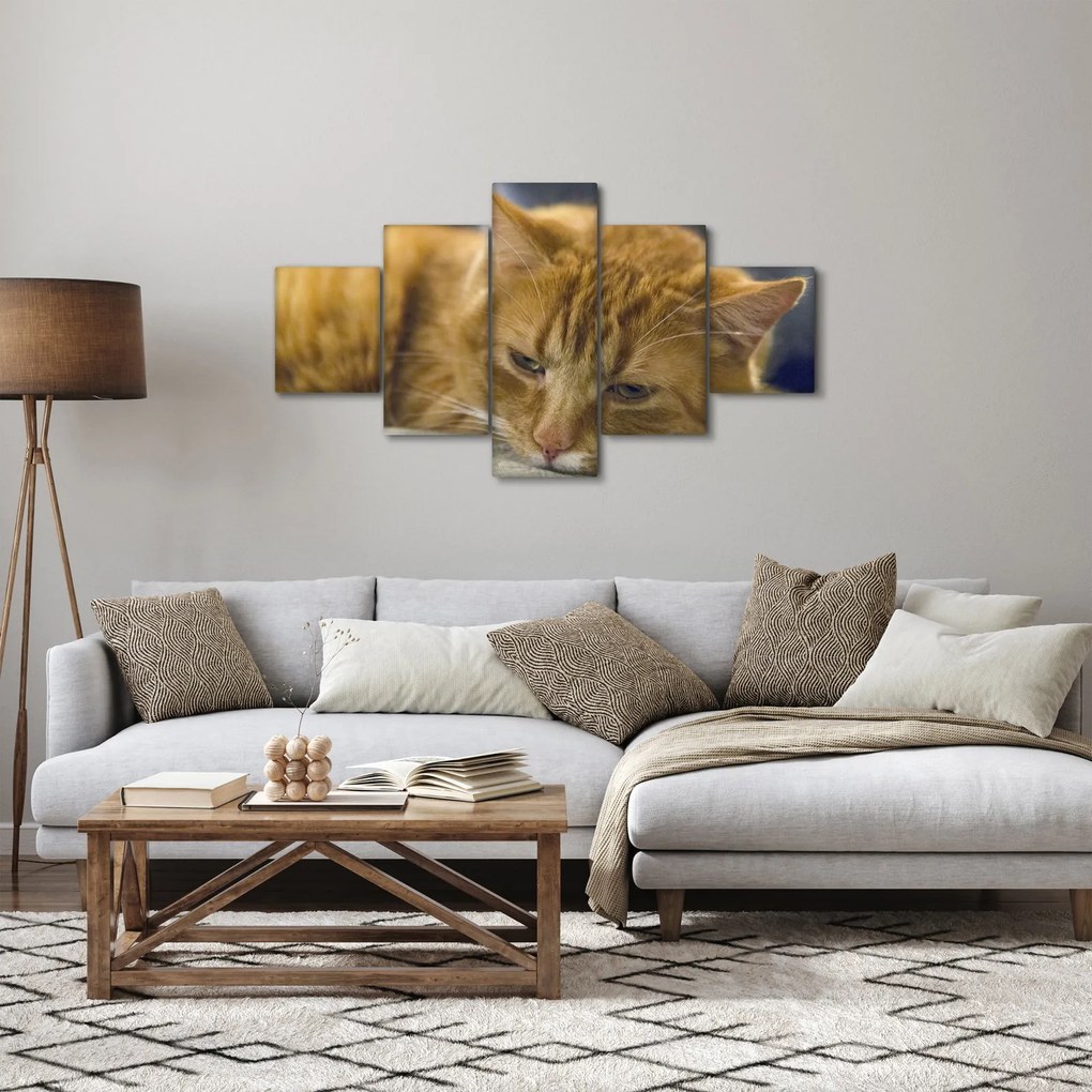 Obraz kota (125x70 cm)