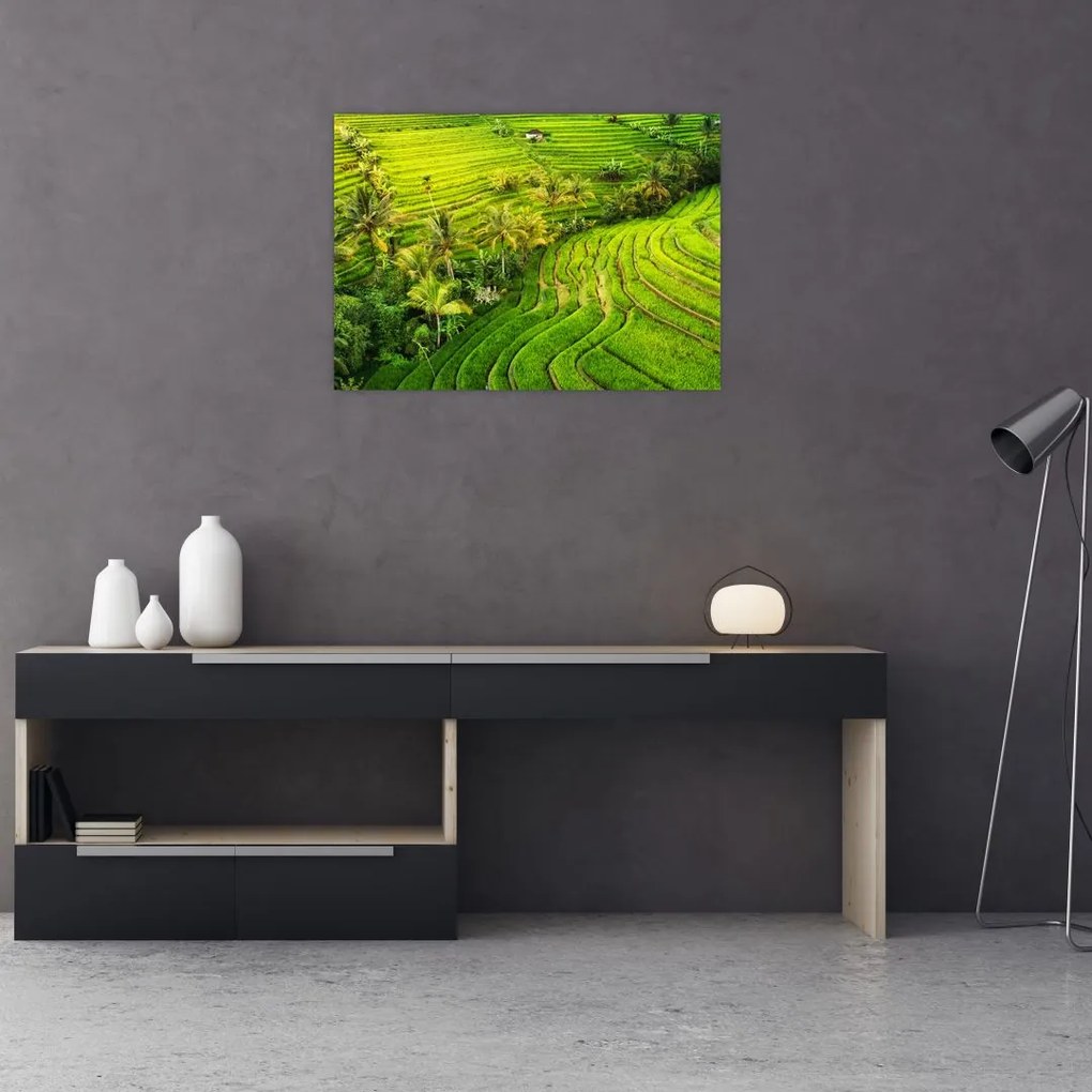 Obraz na szkle - Pola ryżowe (70x50 cm)
