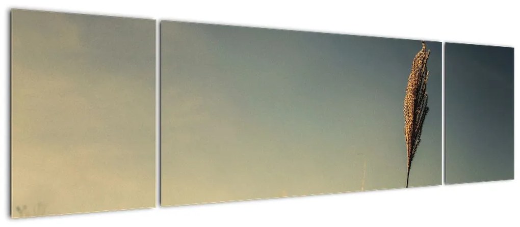 Obraz z trawą (170x50 cm)