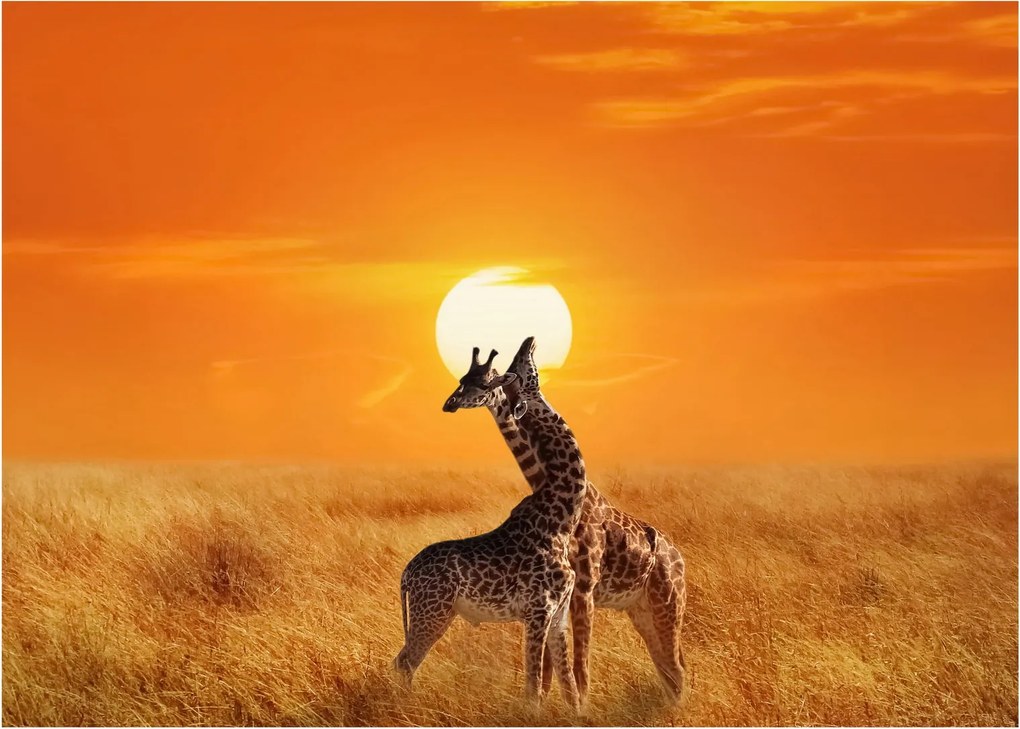 Obraz - Żyrafy w Parku Narodowym Serengeti (70x50 cm)