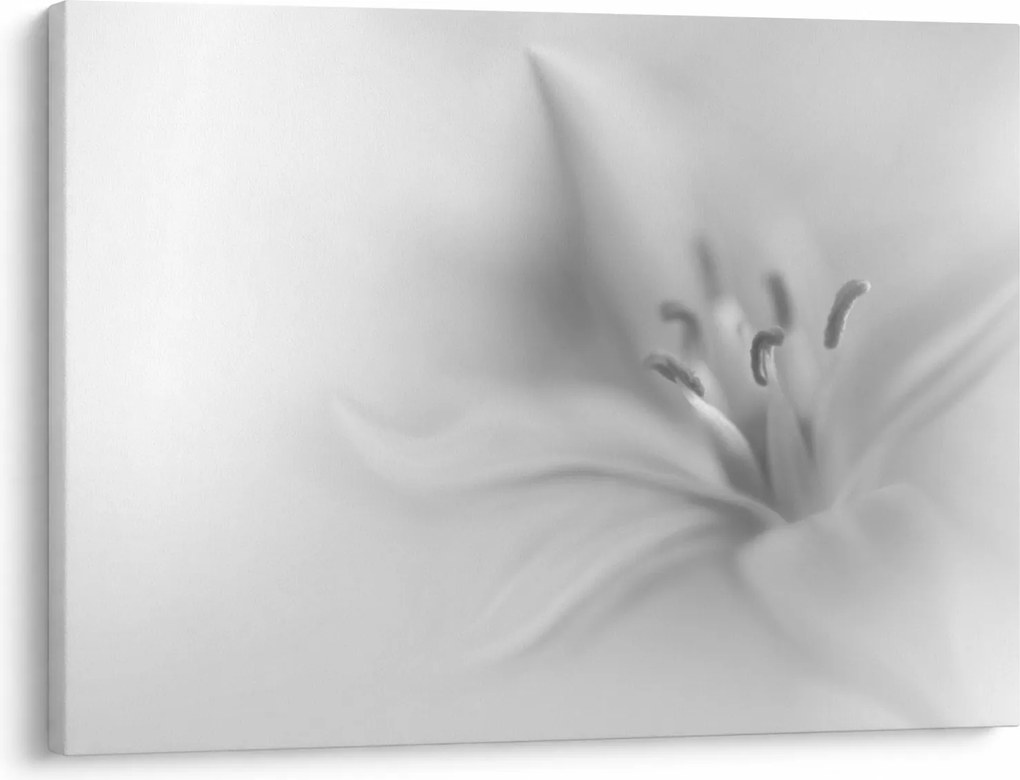 Obraz - Delikatna lilia (70x50 cm)