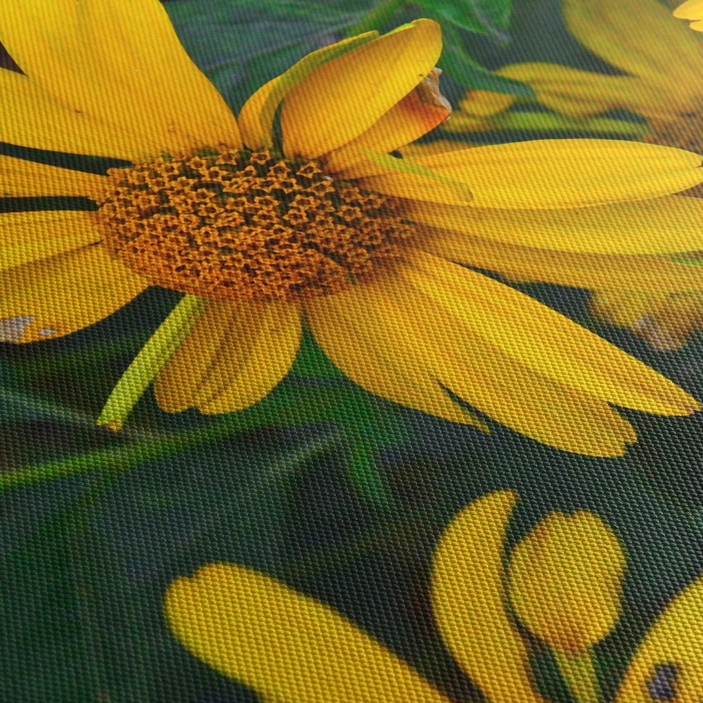 Obraz żółtych kwiatów (125x70 cm)
