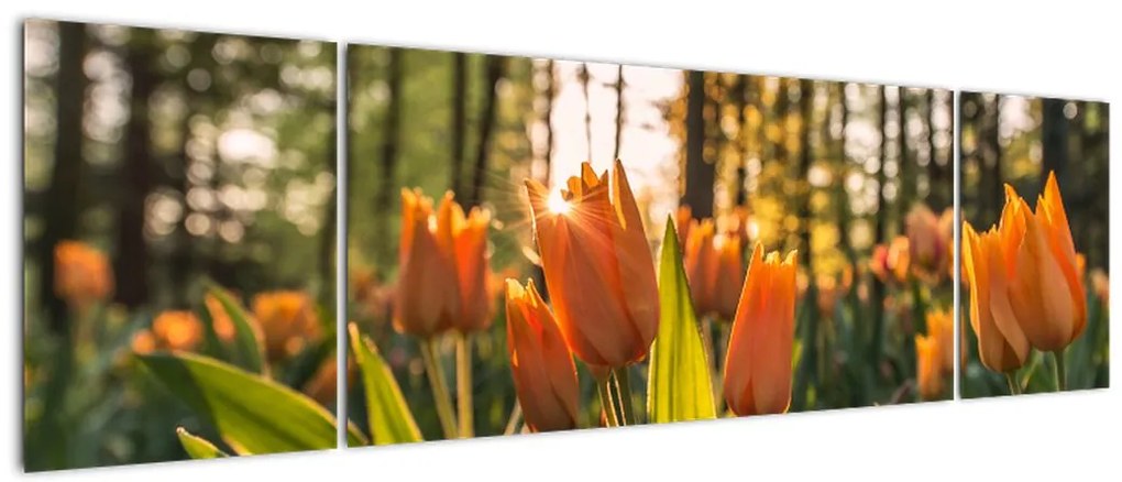 Obraz - pomarańczowe tulipany (170x50 cm)