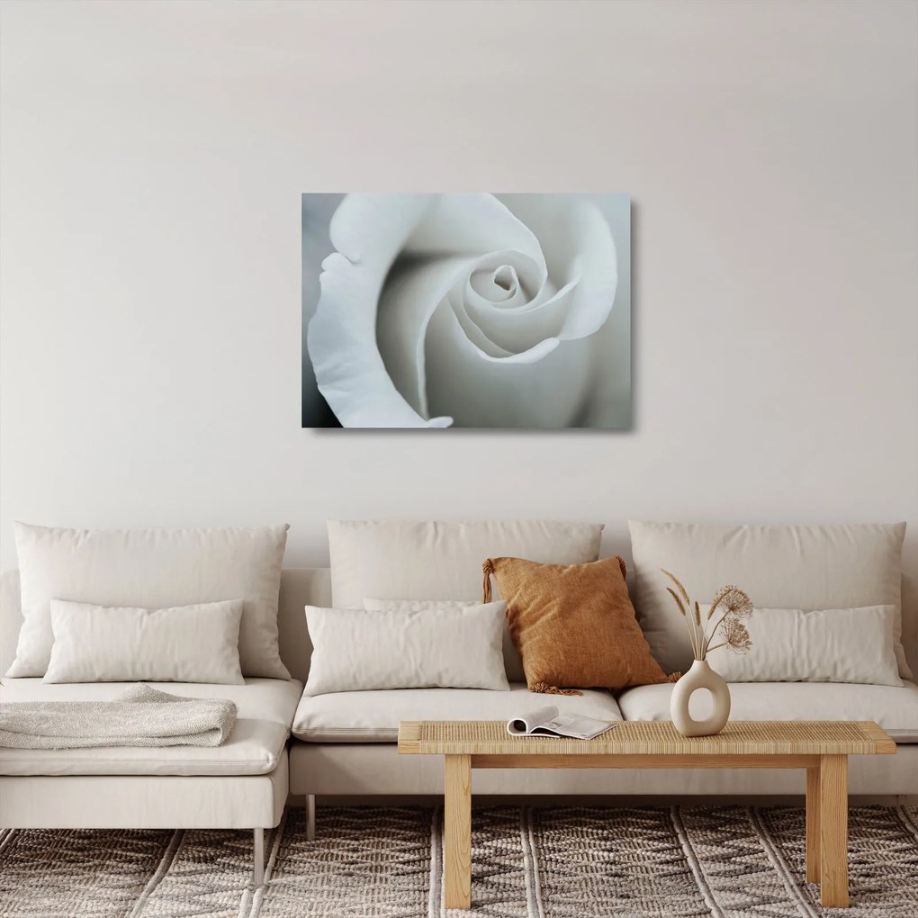 Obraz na szkle - Biała róża (70x50 cm)