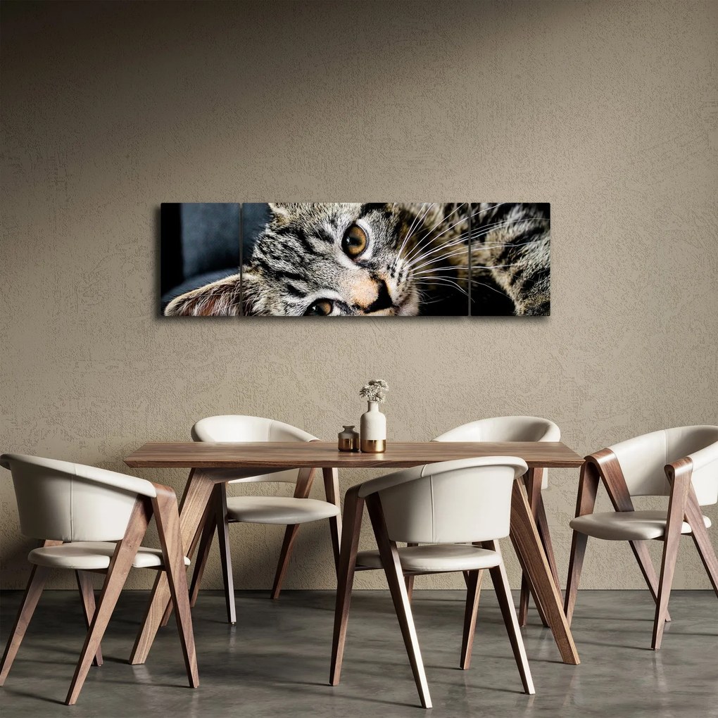 Obraz - Kotek (170x50 cm)
