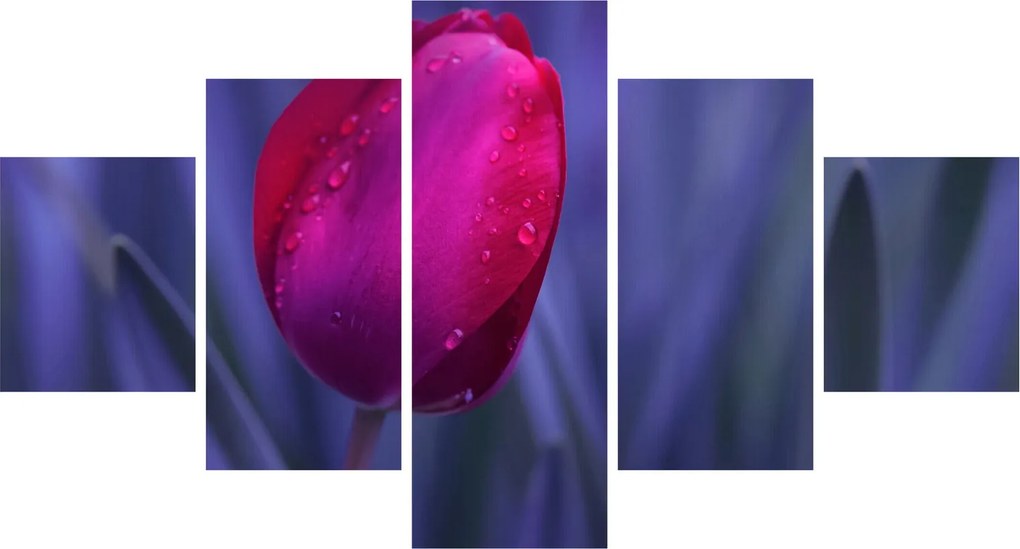 Obraz pąka tulipana (125x70 cm)