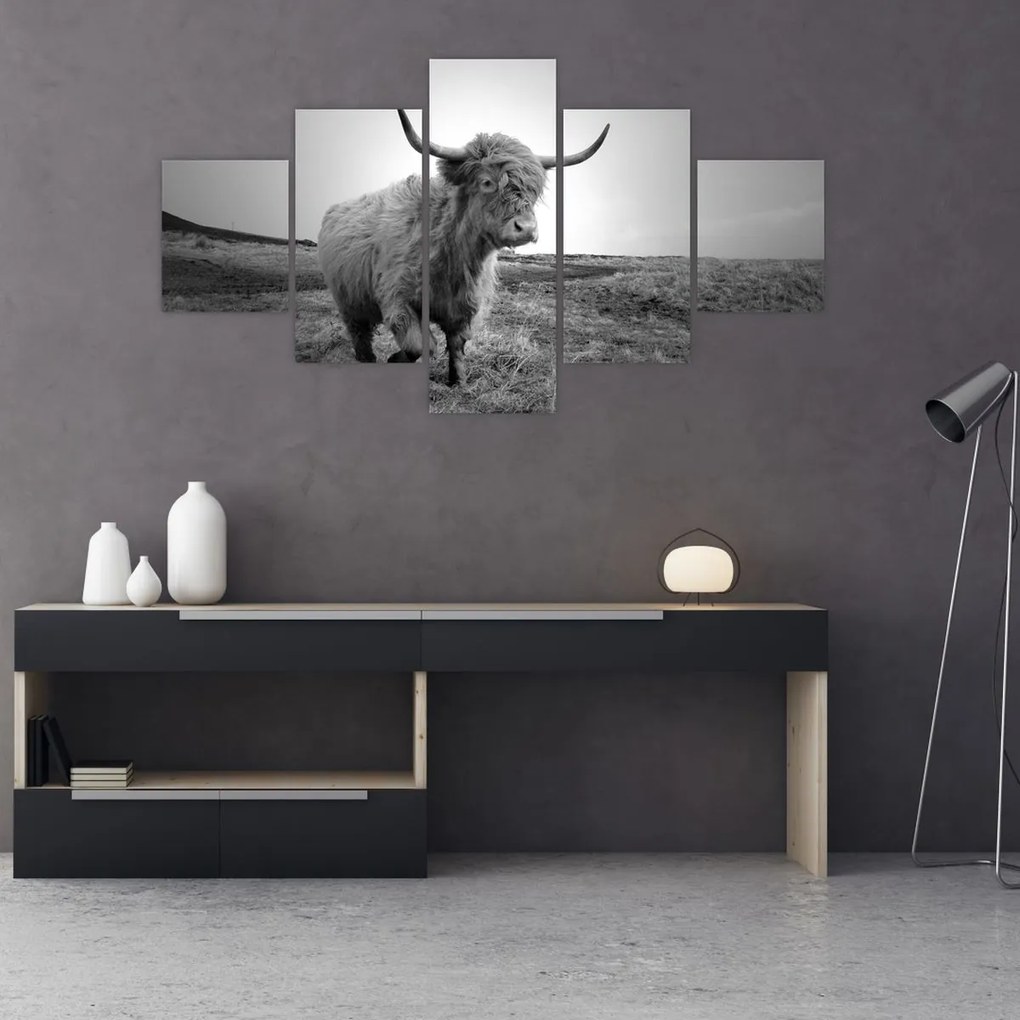 Obraz - Szkocka krowa, czarno - biały (125x70 cm)