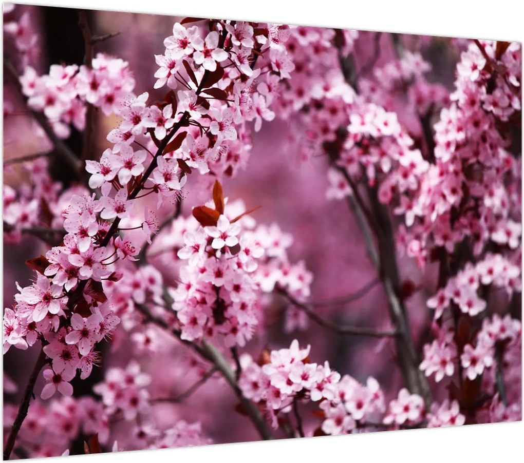 Obraz - Różowa sakura (70x50 cm)