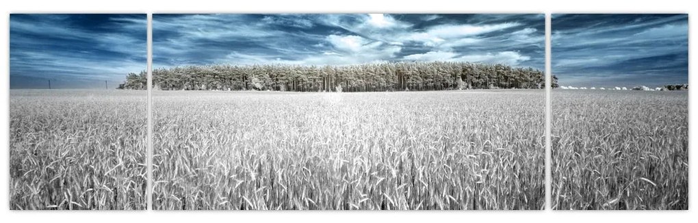 Obraz pola (170x50 cm)