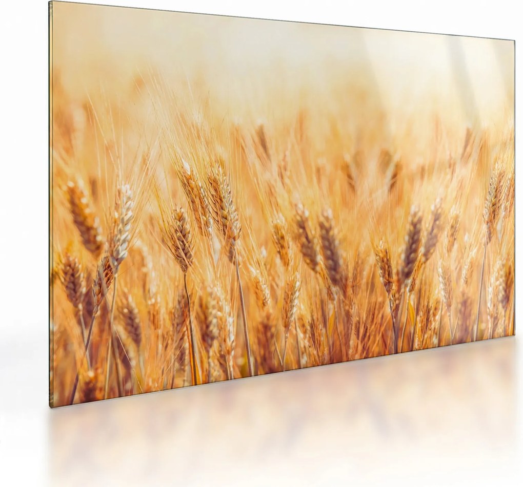 Obraz na szkle - pole z ziarnami (70x50 cm)