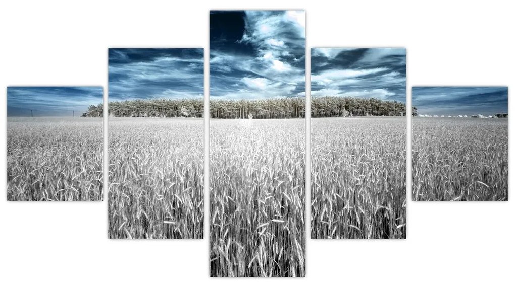 Obraz pola (125x70 cm)