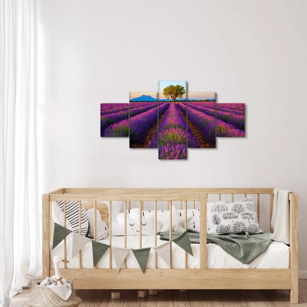 Obraz - Pole lawendy (125x70 cm)