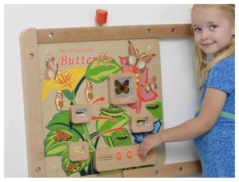 Cykl życia motylka tablica edukacyjna masterkidz