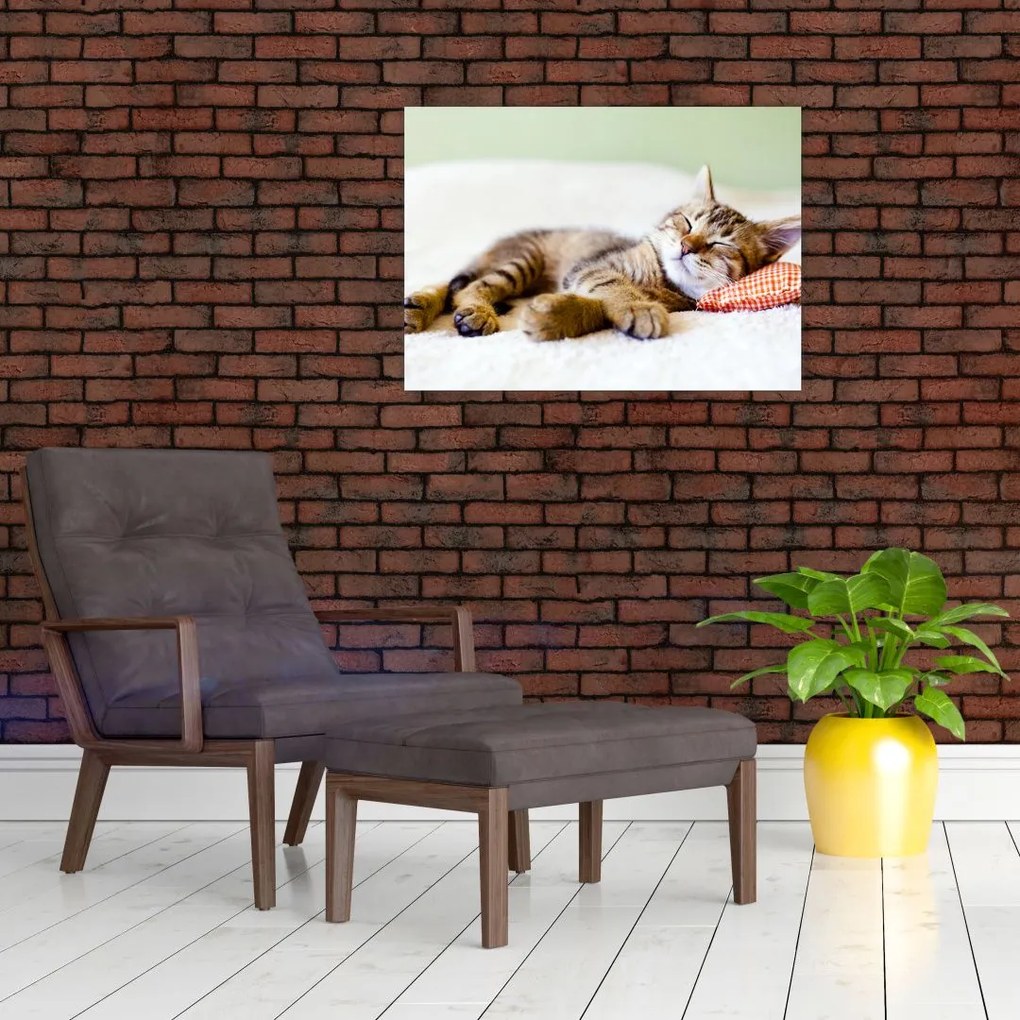 Obraz na szkle - Śpiący kotek (70x50 cm)