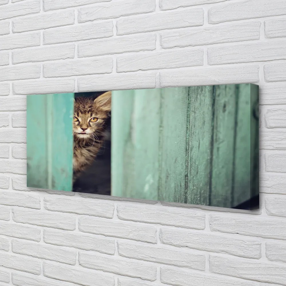 Zdjęcie na płótnie Ciekawski Kot Zaglądający