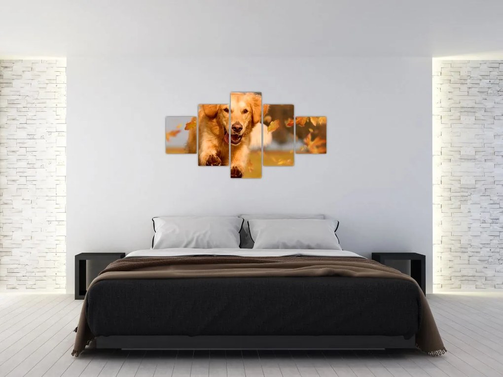 Obraz - Golden Retriever (125x70 cm)