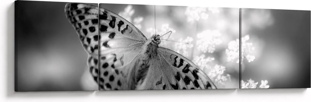 Obraz - Szczegół motyla zapylającego kwiat (170x50 cm)