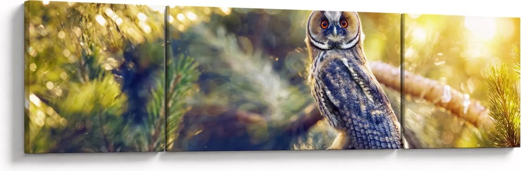 Obraz sowy na drzewie (170x50 cm)
