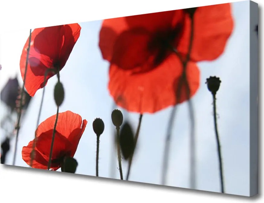 Obraz na płótnie Polne Maki w Rozkwicie